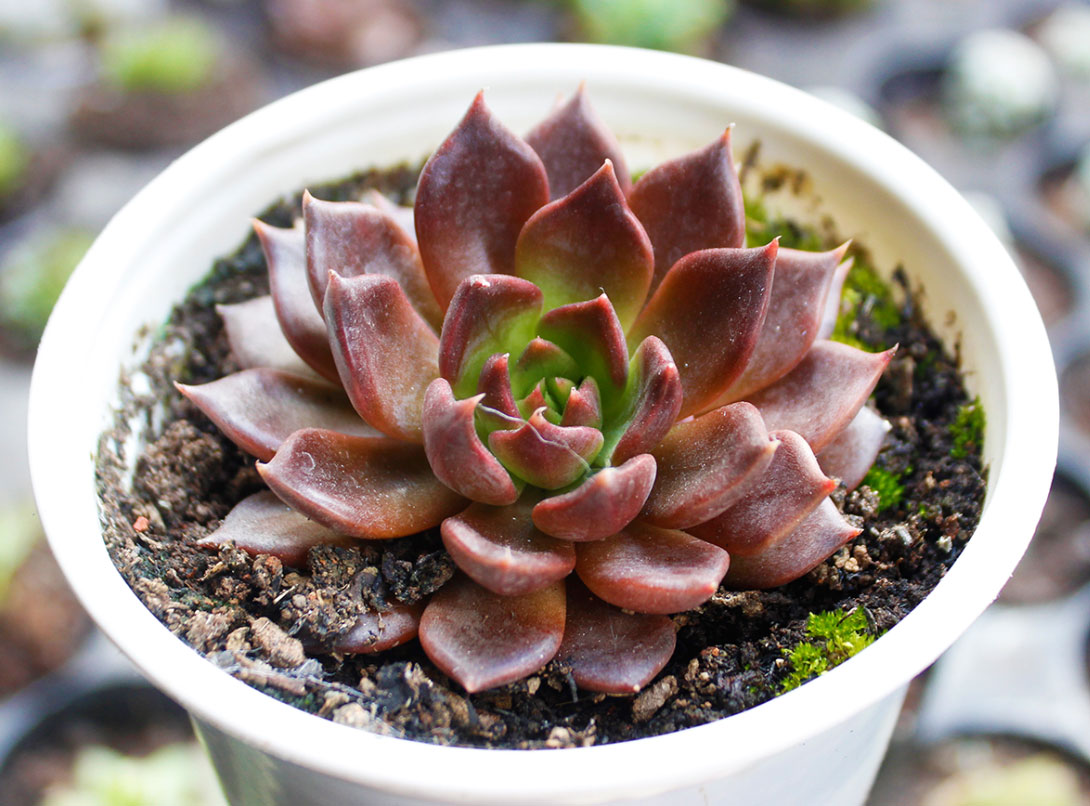 cay-phong-thuy-cho-nguoi-menh-Moc-1