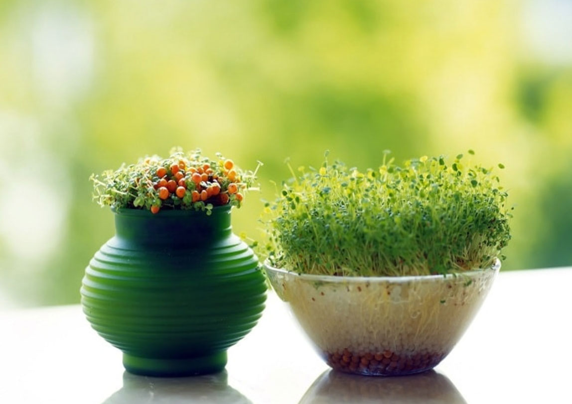 cay-phong-thuy-cho-nguoi-menh-Thuy_1