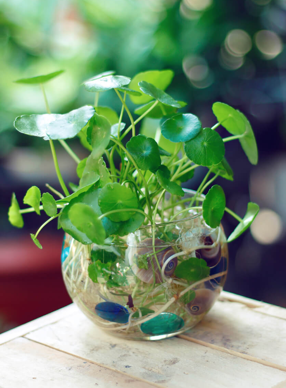 chon-cay-phong-thuy-hop-tuoi-6