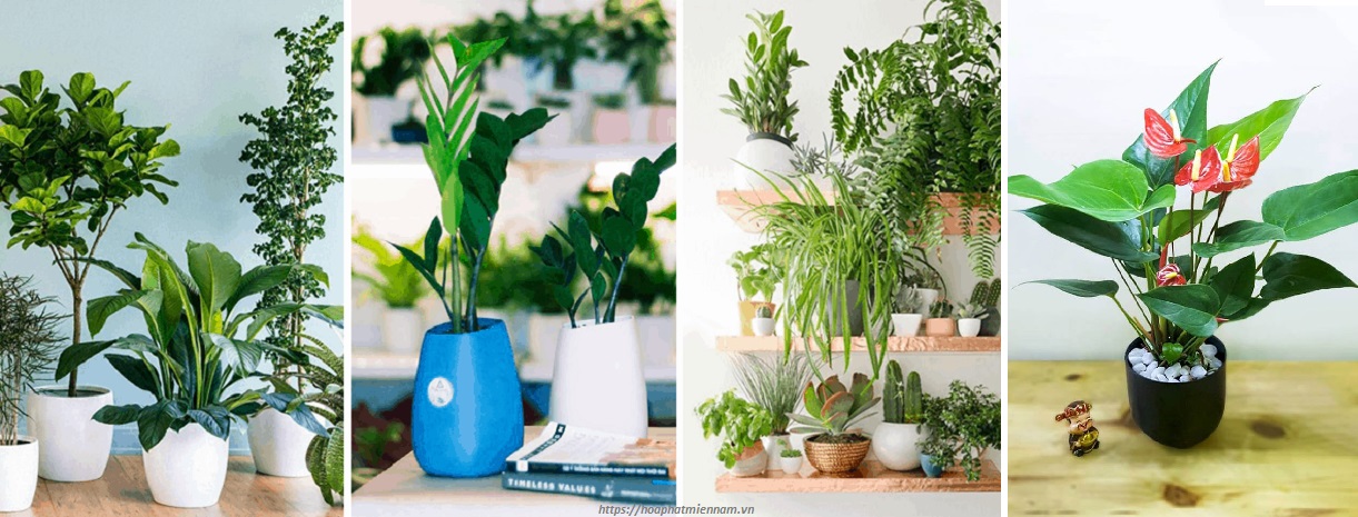 mệnh Hỏa nên để cây gì trên bàn làm việc