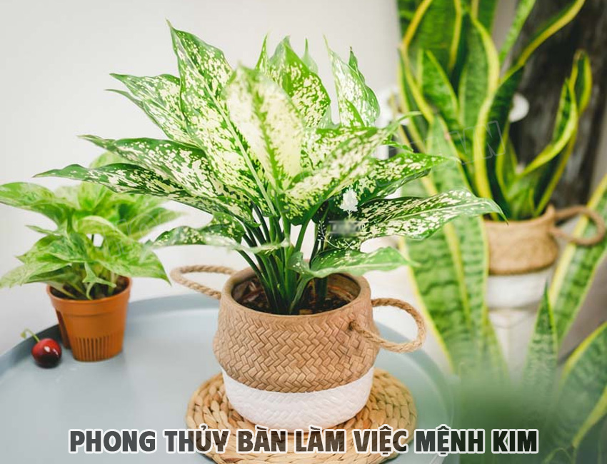 Cây phong thủy cho người mệnh Kim