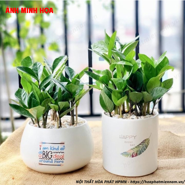 Cây Kim Tiền – Biểu Tượng của Tài Lộc và Thịnh Vượng
