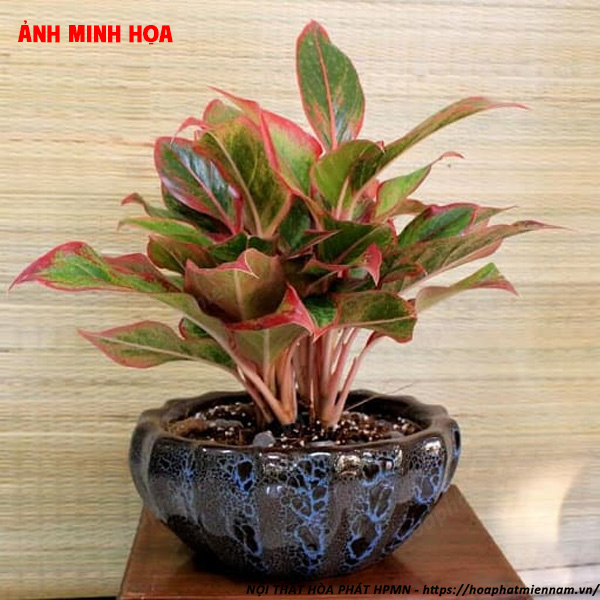 Cây Phú Quý – Giàu Sang và Cát Tường