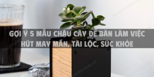 Gợi ý 5 mẫu chậu cây để bàn làm việc hút may mắn, tài lộc, sức khỏe